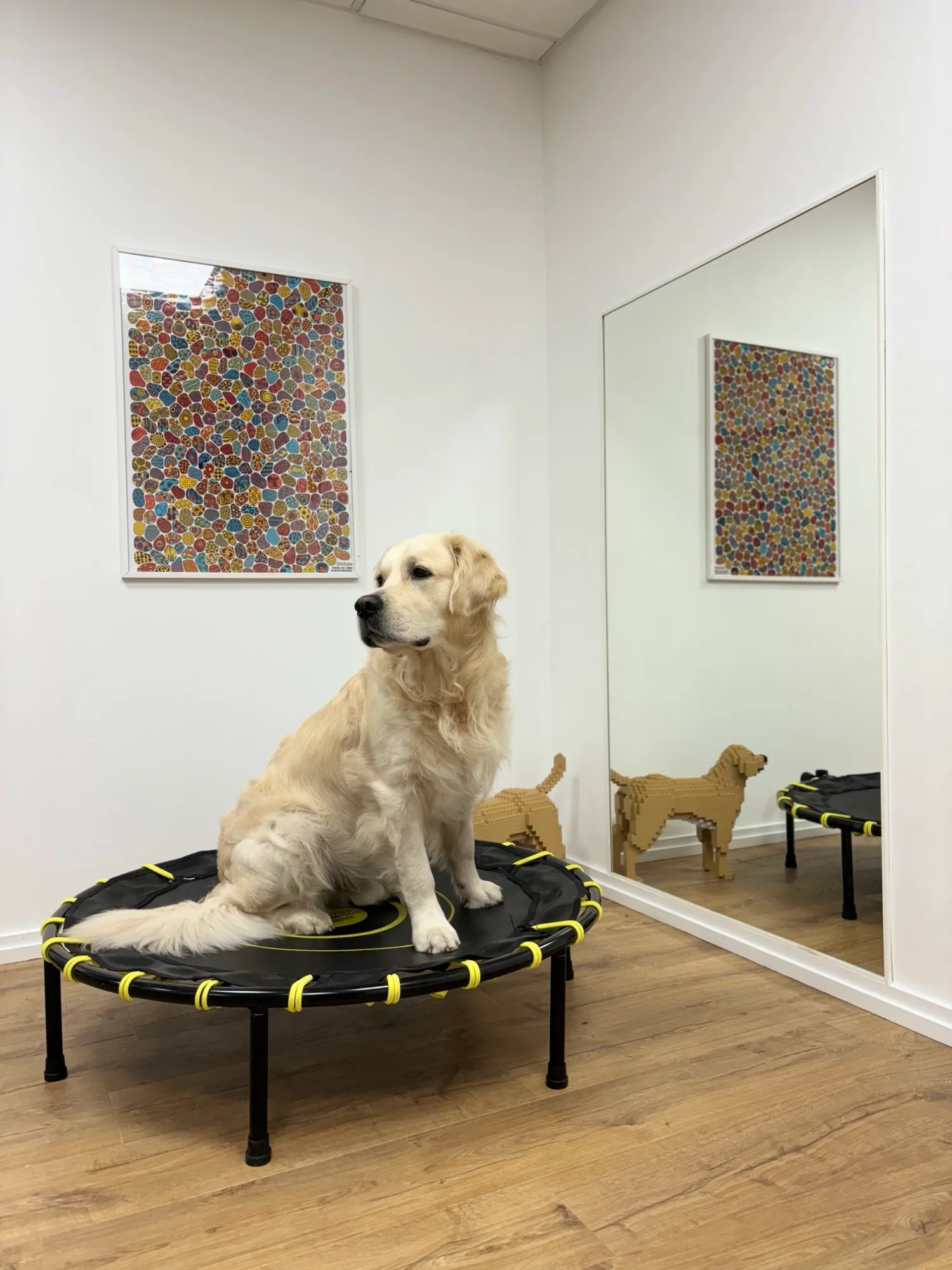 Théo, le golden retriever médiateur, pendant une séance