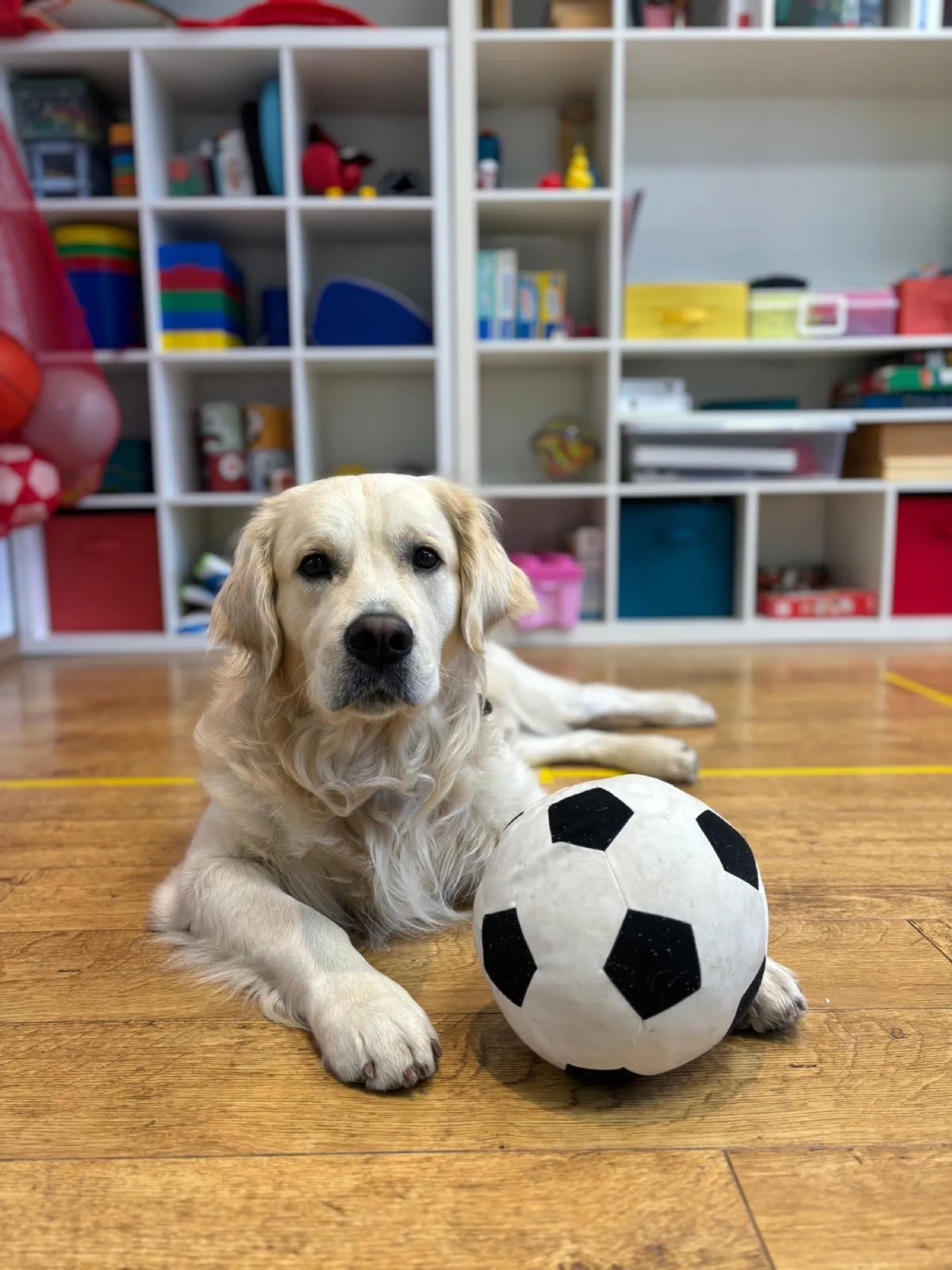 Théo, le golden retriever médiateur du cabinet